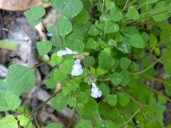 Salvia lasiocephala