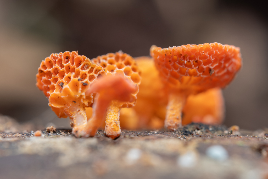 Favolaschia claudopus · March 2025 · photo: © frankashwood (iNaturalist, cc-by)