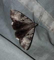 Catocala andromedae
