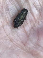 Chrysobothris viridiceps