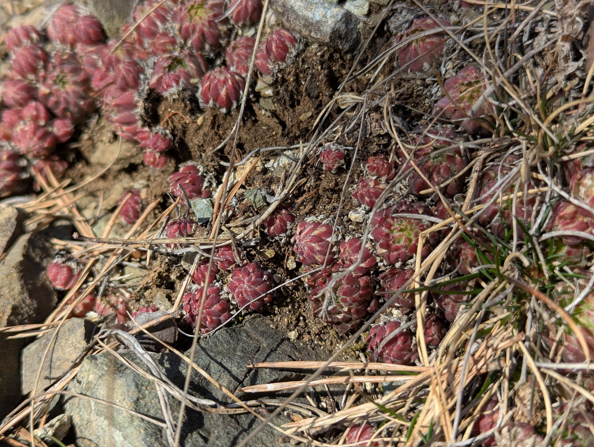 Sempervivum hirtum L. 3