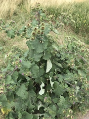 Arctium lappa