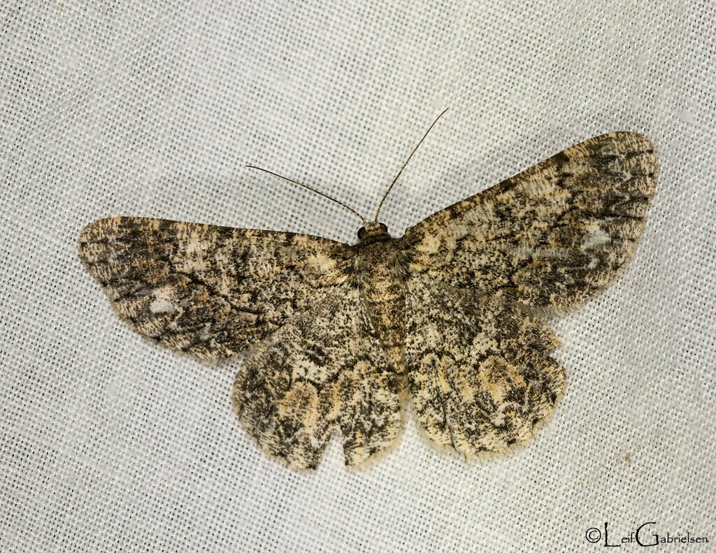 Hypomecis philippinicola