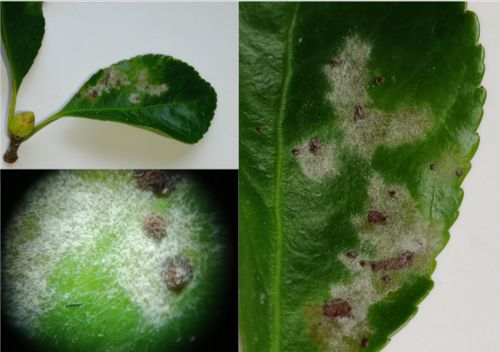 Spindletree powdery mildew