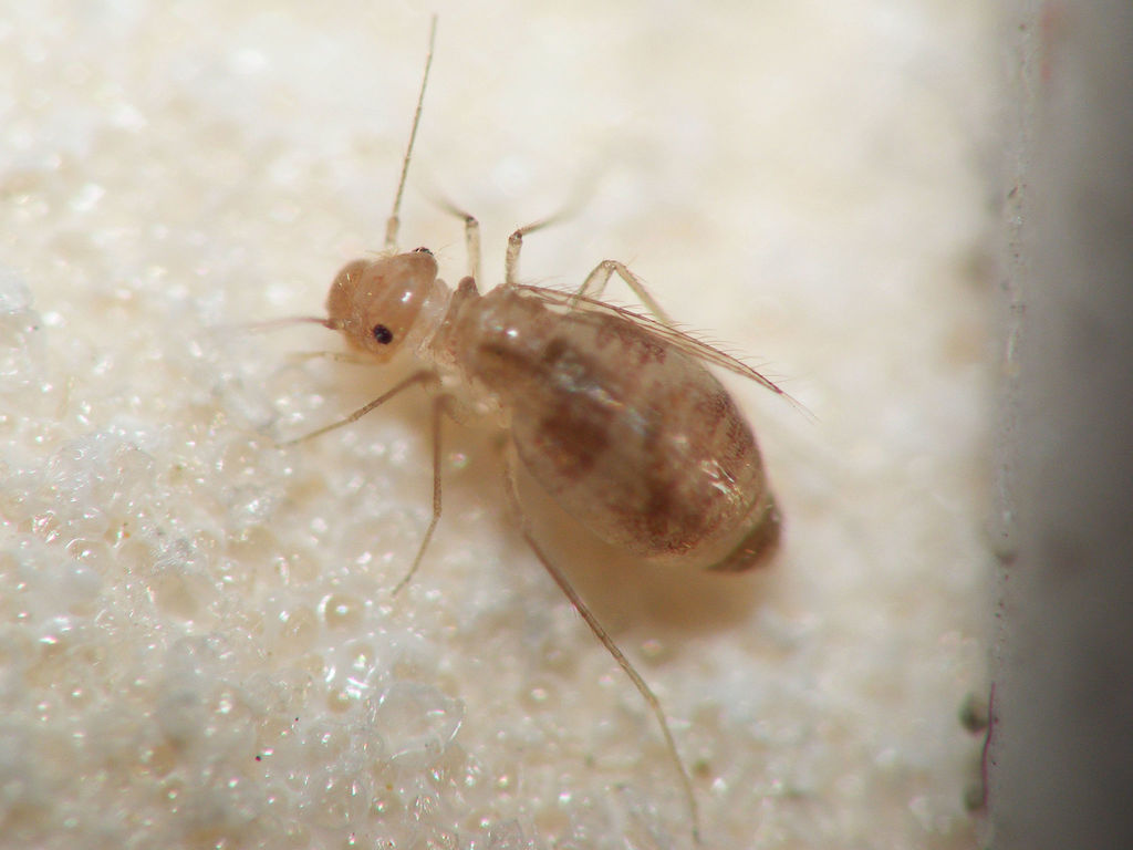 Cave barklouse