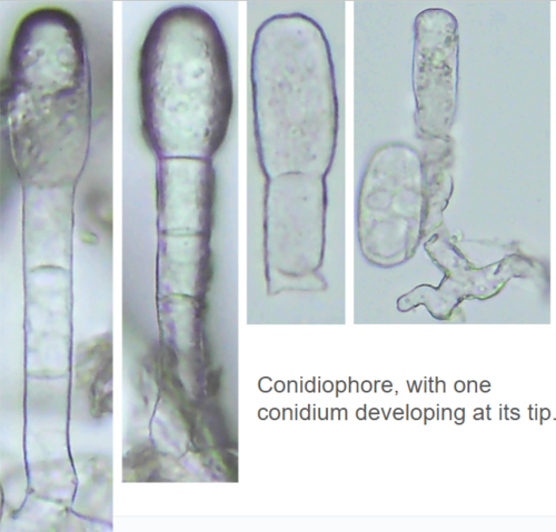 Spindletree powdery mildew