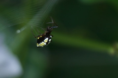 Micrathena funebris