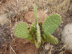 Opuntia aurea