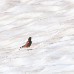 Leucosticte atrata