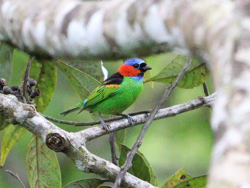 Red-necked Tanager