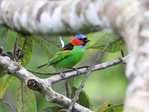 Red-necked Tanager