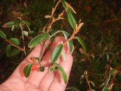 Pomaderris intermedia, photograph (c) Bryce Watts-Parker, some rights reserved (CC BY)