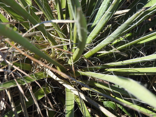 Image of Yucca arkansana by (c) saltyhiker, some rights reserved (CC BY)