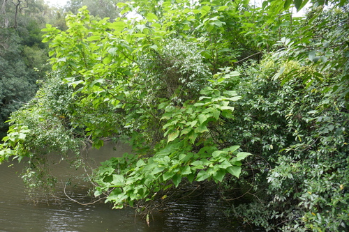 Catalpa bignonioides