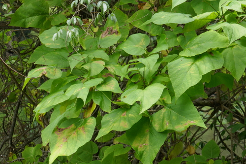 Catalpa bignonioides