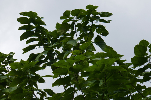 Catalpa bignonioides