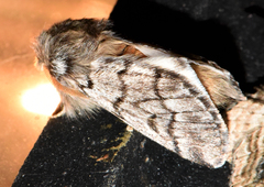 Thaumetopoea pityocampa