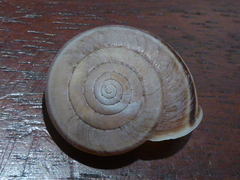 Helminthoglypta dupetithouarsi