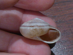 Helminthoglypta dupetithouarsi