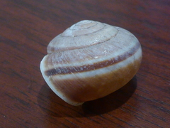 Helminthoglypta dupetithouarsi