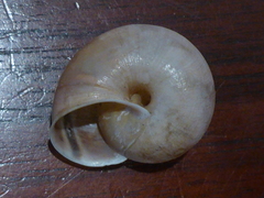 Helminthoglypta dupetithouarsi