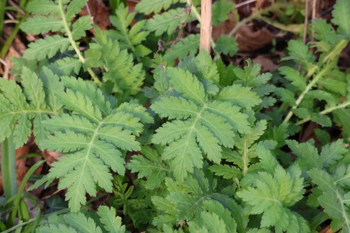 Image of Tanacetum macrophyllum by (c) ikelman, some rights reserved (CC BY)