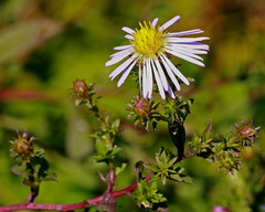 Symphyotrichum elliottii