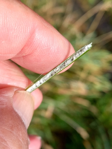 Image of Juncus edgariae by (c) Colin Meurk, some rights reserved (CC BY)
