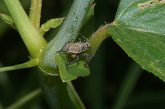 Hypselonotini