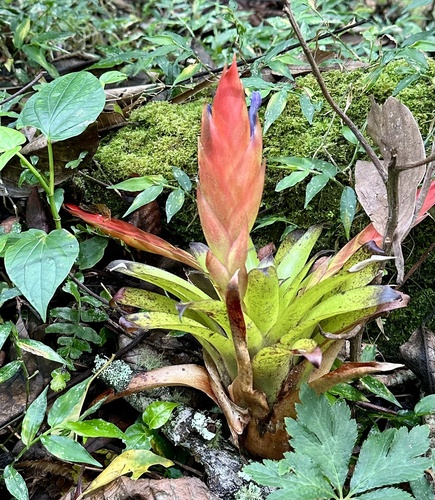 Tillandsia multicaulis, photograph 4