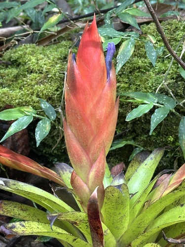 Tillandsia multicaulis, photograph 5