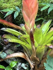 Tillandsia multicaulis, photograph (c) Laura Liedtke, some rights reserved (CC BY)