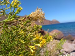 Xylothamia diffusa