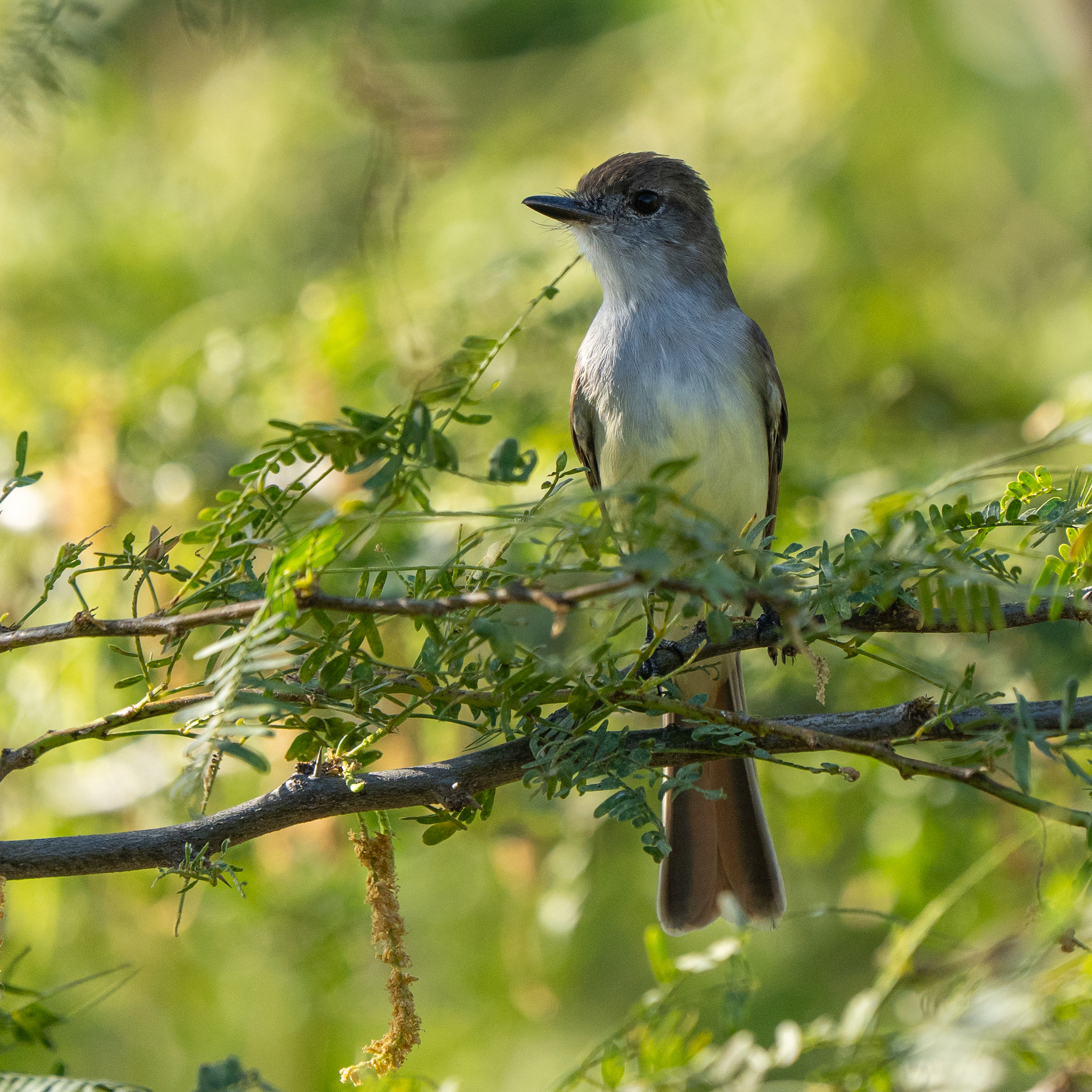 Stolid Flycatcher (Myiarchus stolidus), photo 7