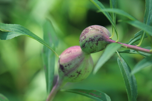 Goldenrod Gall Fly