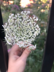 Daucus carota