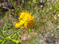 Xylothamia diffusa