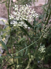 Daucus carota