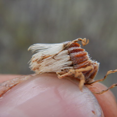 Aster alpinus vierhapperi
