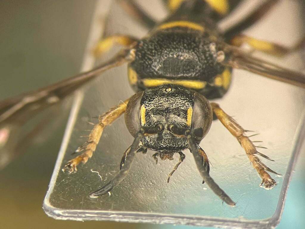 Hoplisoides placidus