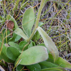 Aster alpinus vierhapperi