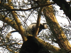 Colobus guereza