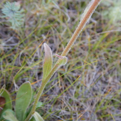 Aster alpinus vierhapperi