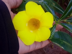 Allamanda