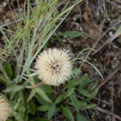 Aster alpinus vierhapperi
