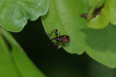 Euscelus fenestratus