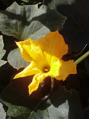 Cucurbita moschata