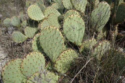 Image of Opuntia orbiculata by (c) Clément Maouche, some rights reserved (CC BY)