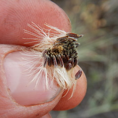 Aster alpinus vierhapperi
