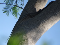 Ctenosaura pectinata